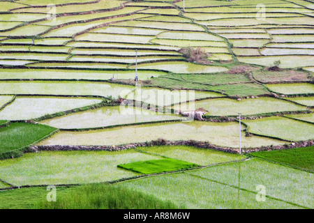 Paddy Reisfeld in der ländlichen indische Gegend. Andhra Pradesh, Indien Stockfoto