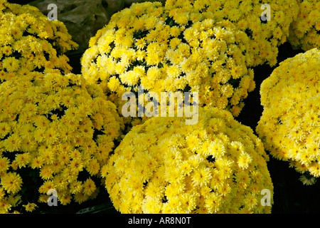 Margeriten Chrysanthemum hybr Stockfoto