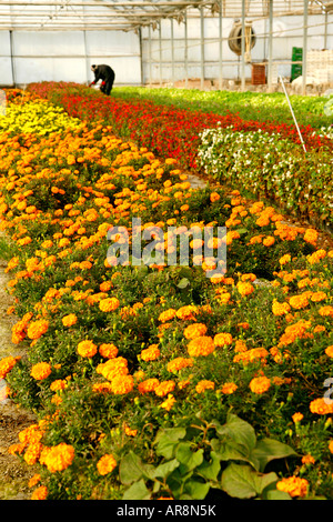 Essbare Blumen für Restaurants in einem Gewächshaus zu wachsen. Stockfoto