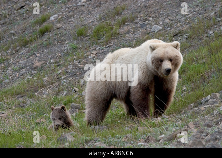 Braunbär, Alaska Grizzly, Grizzly Bär, Ursus Arctos Horribilis, im Denali National Park, in der freien Wildbahn erschossen Stockfoto