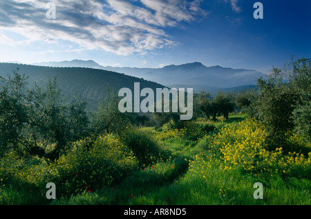 wilde Blumen wachsen unter Olive Bäume Sierra de Cazorla über Andalusien Spanien Stockfoto