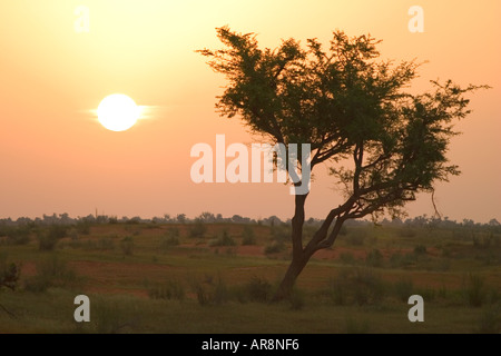 Sonnenuntergang über der Savanne, Burkina Faso Stockfoto