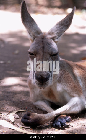 roten Känguru schlafen in den Schatten Kopf geschossen Stockfoto