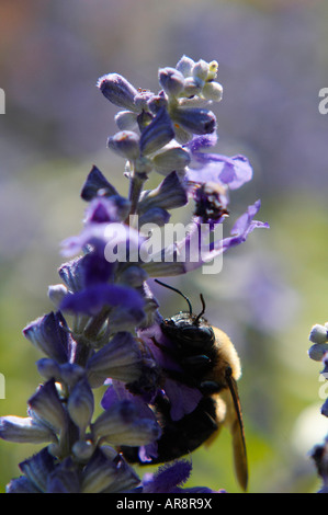 Hummel auf einer Blume Grape hyacinth Stockfoto