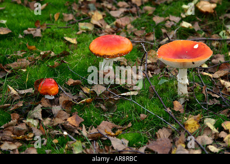 Fliegenpilz Pilz feuchten Gras. Amanita Muscaria. Stockfoto