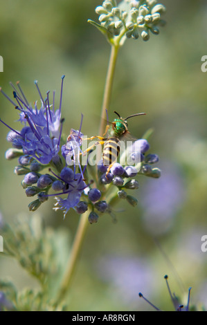 Eine grüne Halictid Biene fliegen weg von einer Traube Hyazinthe Blume Stockfoto