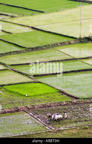 Paddy Reisfeld in der ländlichen indische Gegend. Andhra Pradesh, Indien Stockfoto