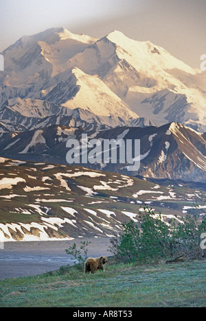 Alaskan Braunbär im Denali National Park, in der freien Wildbahn erschossen Stockfoto