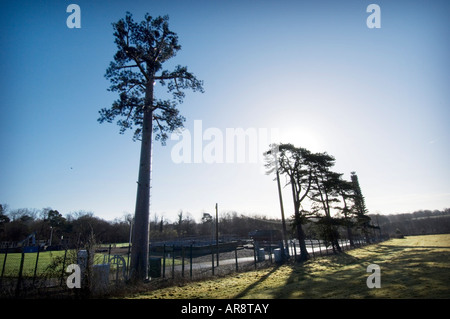 Eine Orange Mobiltelefon-Mast, getarnt als eine Ulme aus A272 Cuckfield West Sussex Stockfoto