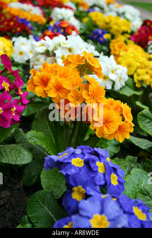 Farbenfrohe Ausstellung verschiedener Kulturblumen in einem British Garden in London Stockfoto