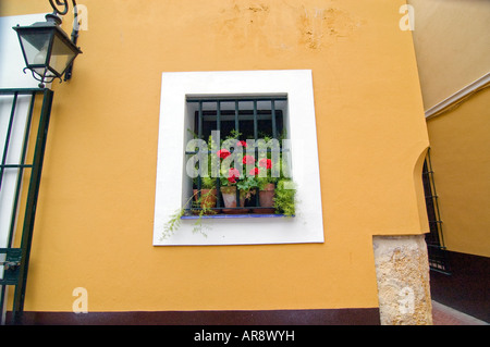Fenster mit roten Blüten, Sevilla, Andalusien, Spanien Stockfoto