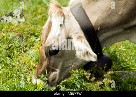 Schweizer Kuh Ergänzung Farben im Alm Stockfoto