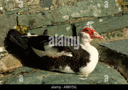 Barbarie-Ente Stockfoto