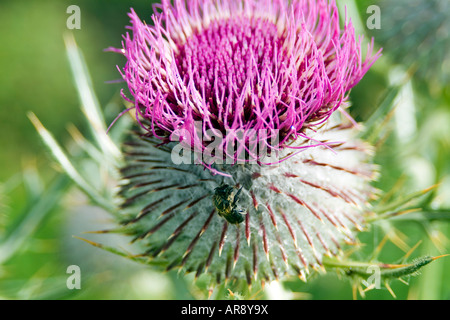 Verwahrloster Biene Auseinandersetzung mit Woolly thistle Stockfoto