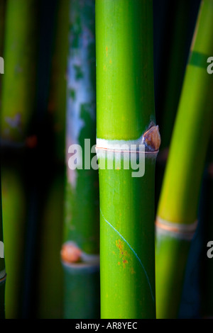 In der Nähe der Fotografie des üppigen grünen Bambus gras Halme zu einem thailändischen Tempel, Phuket, Thailand Stockfoto