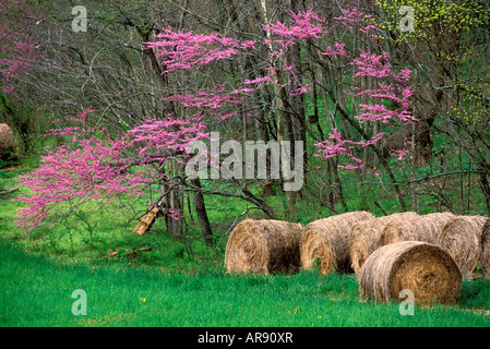 Östlichen Redbud Bäume in voller Blüte und Heuballen am Rande des Waldes Clark County Indiana Stockfoto