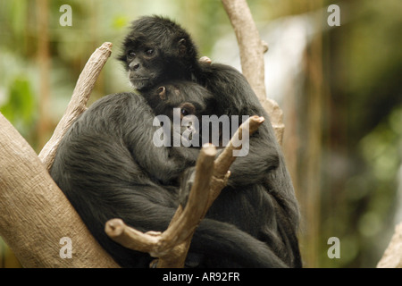 Klammeraffen umarmt Stockfoto