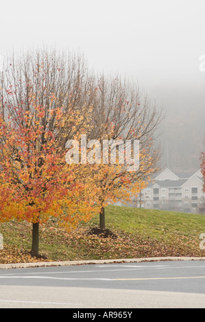 Bunter Herbst Ahornbäume, halb entlaubt, hinterlässt auf einem nebligen Vorort Straße unter bedecktem Himmel, Eigentumswohnung in hinteren Gehäuse gefallenen, Vordergrund verwischen. Stockfoto