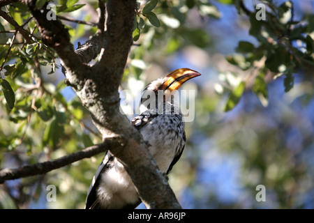 Gelb-billed Hornbill saß auf einem Ast Stockfoto