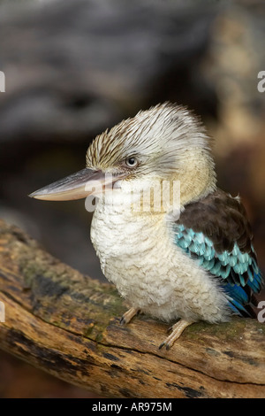 Blau winged Kookaburra Dacelo Leachii Nord-Queensland-Australien Stockfoto