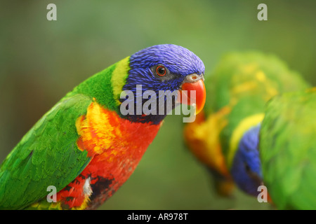 Regenbogen Lorikeet Trichoglossus Haematodus Nord-Queensland-Australien Stockfoto