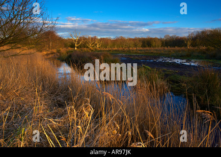 Die Landschaft in der Nähe von Hickling Broad an einem Wintermorgen in den Norfolk Broads Stockfoto