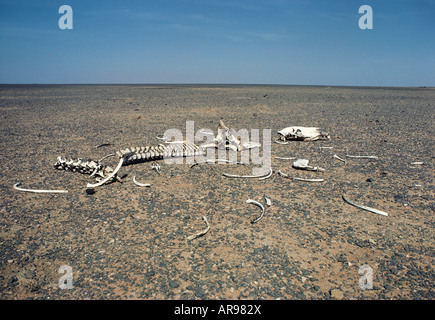 Gebleichte Kamelknochen in der Chalbi Wüste nördlichen Kenia in Ostafrika Stockfoto