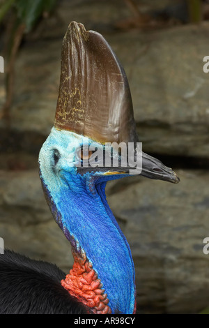 Südlichen Helmkasuar Casuarius Casuarius Nord-Queensland-Australien Stockfoto
