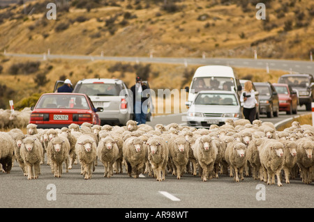 Herde von Schafen hinunter ländliche Autobahn und Block-Verkehr, Canterbury, Neuseeland Stockfoto