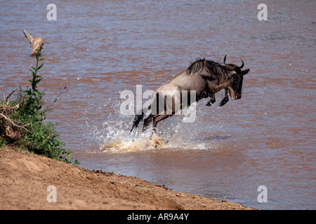 Gnus springen, Kreuzung Mara Fluss Masai Mara Kenia Afrika Stockfoto