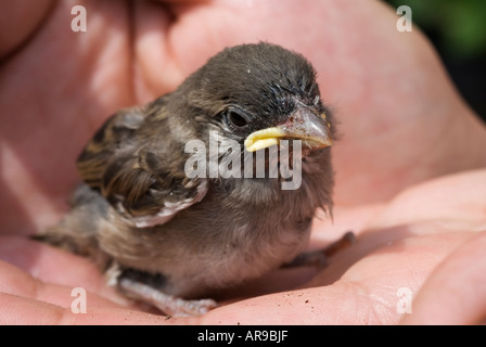 Bild ein kleines Babyvogel auf einer hand Stockfoto
