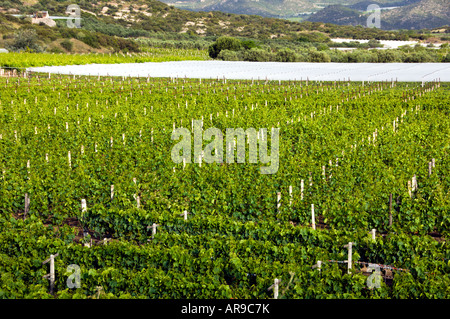 Weinberge mit weißen Schutzüberzug in Nordgriechenland Stockfoto