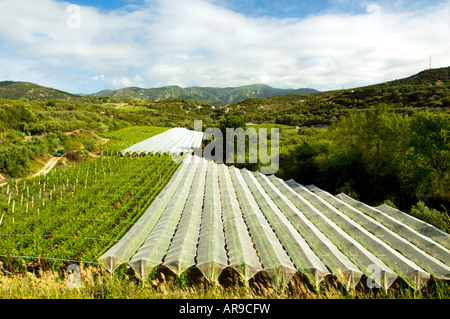 Weinberge mit weißen Schutzüberzug in Nordgriechenland Stockfoto