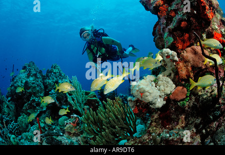 Schwarm, Grunzen und Scuba Diver Haemulon Sciurus Haemulon Flavonlinatum Catalina Karibik Dominikanische Republik Stockfoto