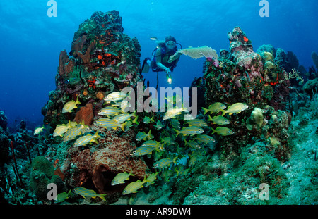 Schwarm, Grunzen und Scuba Diver Haemulon Sciurus Haemulon Flavonlinatum Catalina Karibik Dominikanische Republik Stockfoto