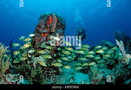 Schwarm, Grunzen und Scuba Diver Haemulon Sciurus Haemulon Flavonlinatum Catalina Karibik Dominikanische Republik Stockfoto