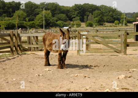 Vollblut in Donkey Sanctuary. Asinerie du Baudet du Poitou in Dampierre-Sur-Boutonne Stockfoto