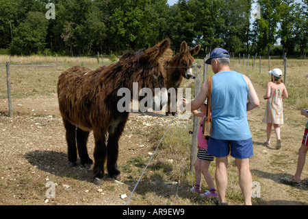 Donkey Sanctuary und Besucher. Asinerie du Baudet du Poitou in Dampierre-Sur-Boutonne Stockfoto