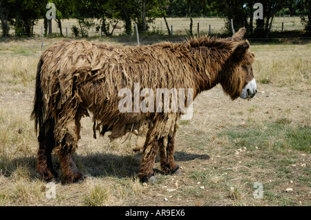 Esel-Heiligtum. Asinerie du Baudet du Poitou in Dampierre-Sur-Boutonne Stockfoto