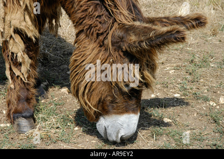 Esel-Heiligtum. Asinerie du Baudet du Poitou in Dampierre-Sur-Boutonne Stockfoto