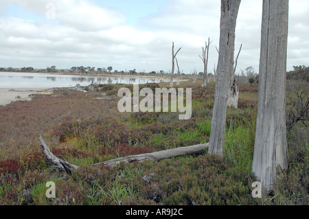Tote Bäume am Ufer eines Binnensees vergifteten drehte saline Stockfoto