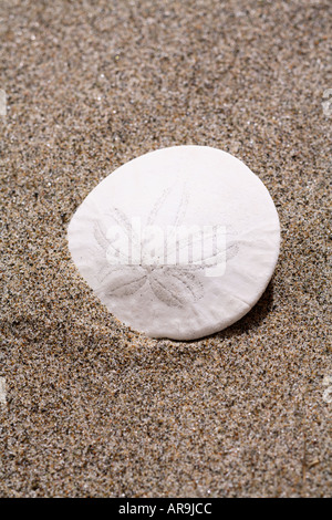 Sand Dollar im Sand am Strand Stockfoto