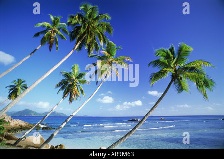 Palmen über Anse Severe auf La Digue Seychellen Stockfoto