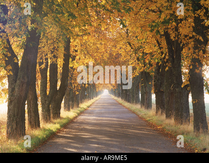 Baldachin von Herbstfarben auf Bäumen gesäumten Landstrasse in Schweden Stockfoto