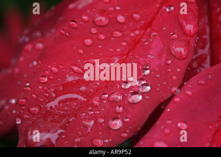 POINTSETTIA EUPHOBIA PULCHERRIMA BLUME Stockfoto