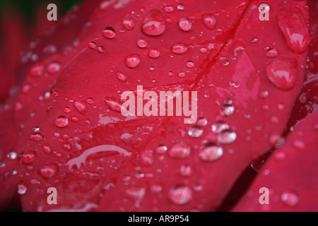 POINTSETTIA EUPHOBIA PULCHERRIMA BLUME Stockfoto