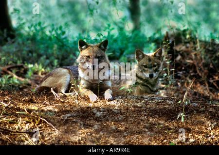 Schakal-paar in Bharatpur Nationalpark Bird Sanctuary Rajasthan Indien Stockfoto