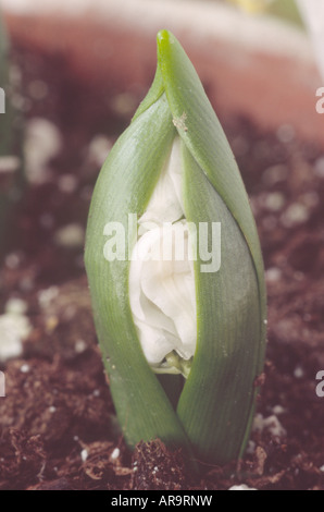 Scilla Siberica 'Alba' (sibirischer Blaustern) Pflanzen zuerst entstehende Boden. Stockfoto