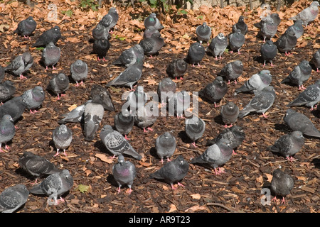 Tauben im Park. Russell Square, Bloomsbury, Camden, London, England Stockfoto