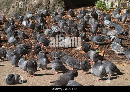 Tauben im Park. Russell Square, Bloomsbury, Camden, London, England Stockfoto